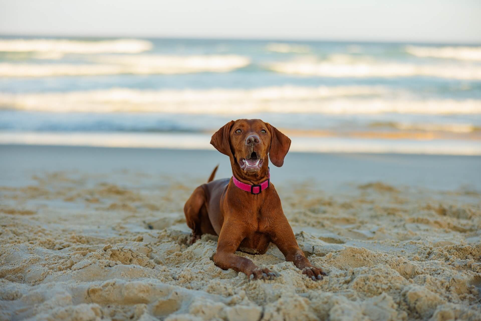 Animal Clinic in Myrtle Beach, SC