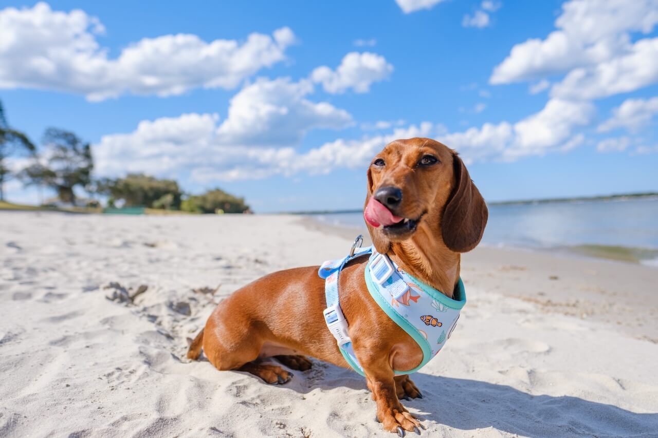 Dunes Veterinary Clinic