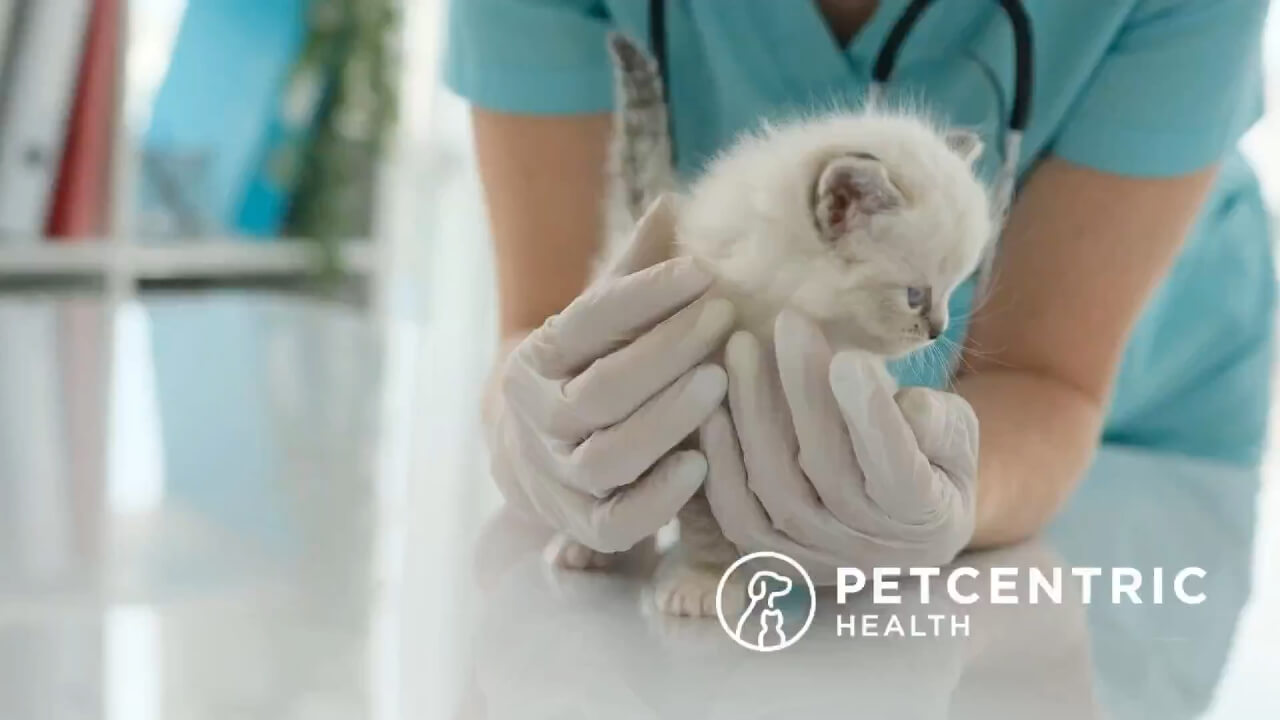 Pet parent explainer video at Dunes Veterinary Clinic