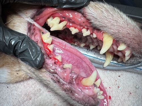 Dogs teeth after cleaning