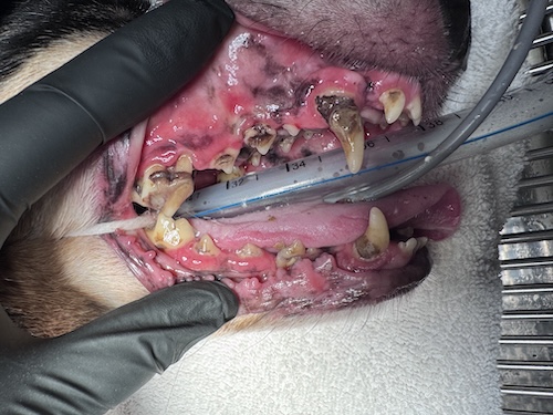 Dogs teeth before cleaning