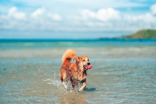 Dog on the beach 