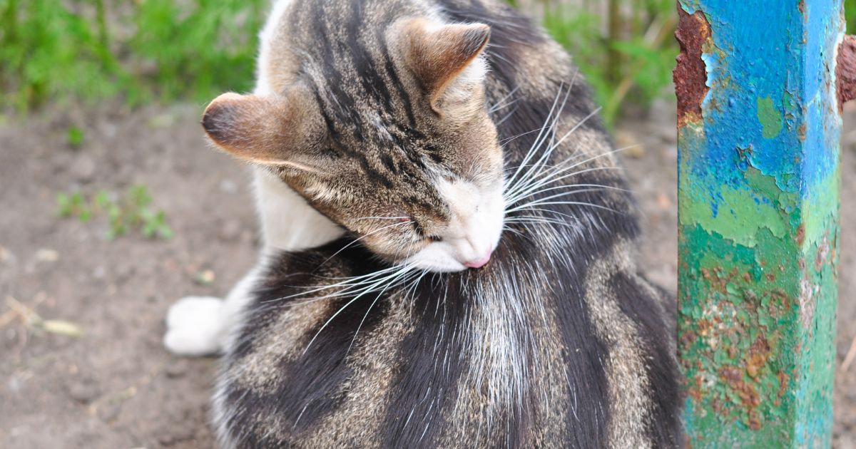 cat allergies