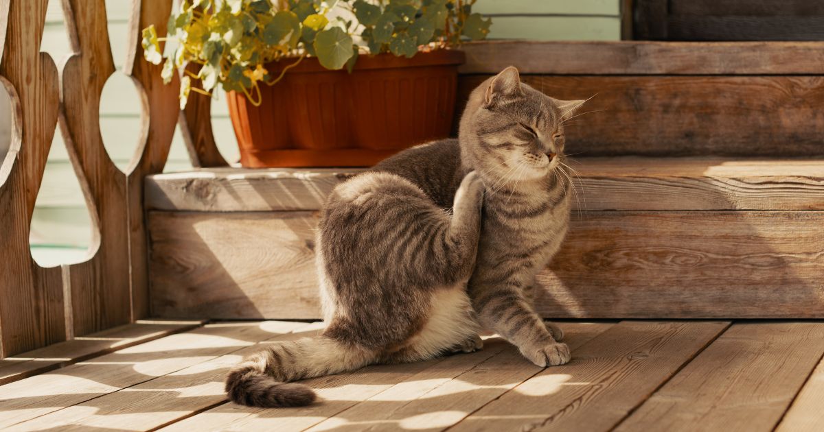cat allergies