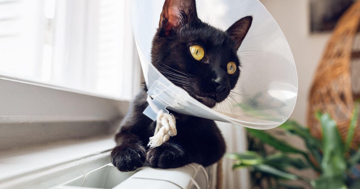 cat anesthesia