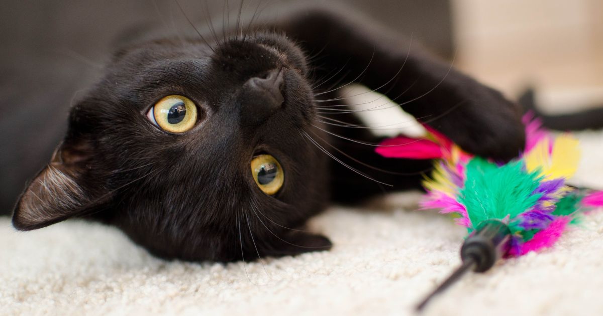 cat behavior