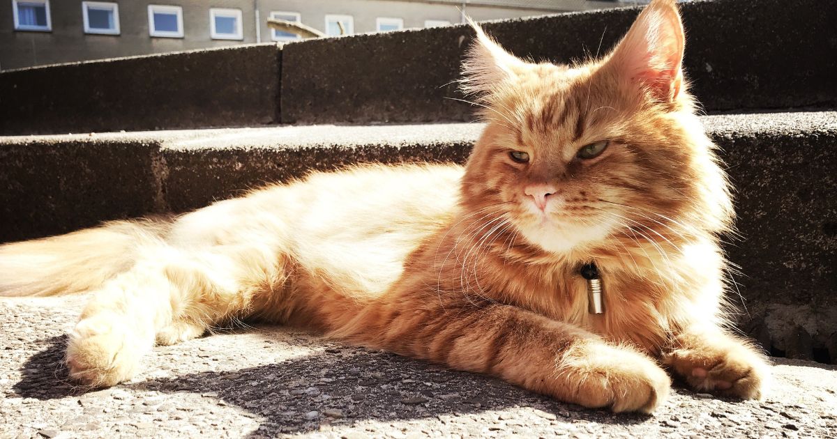 cat cancer