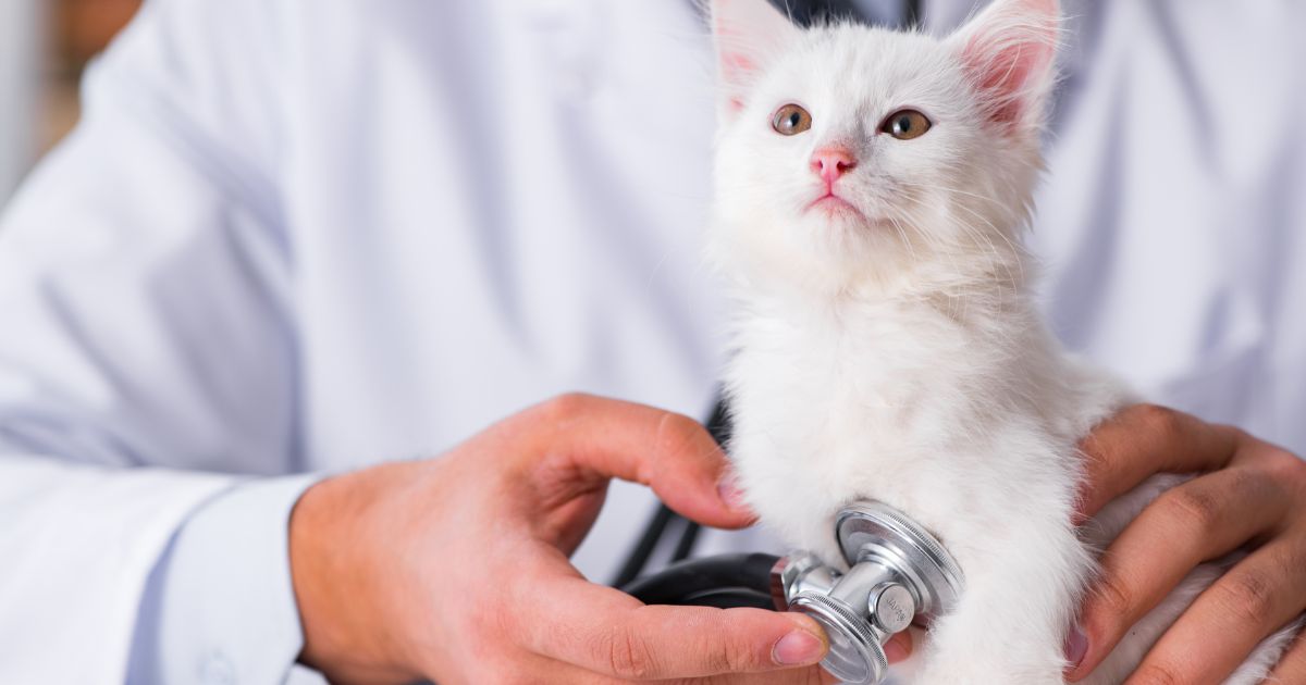 cat cardio