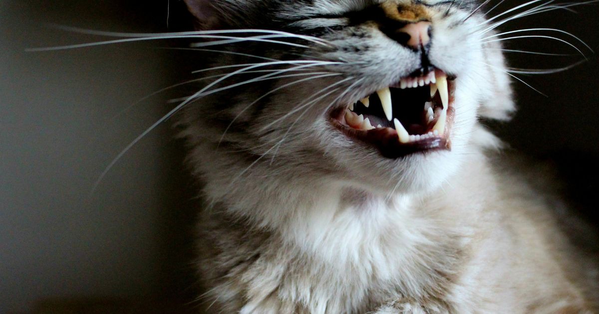 cat dental