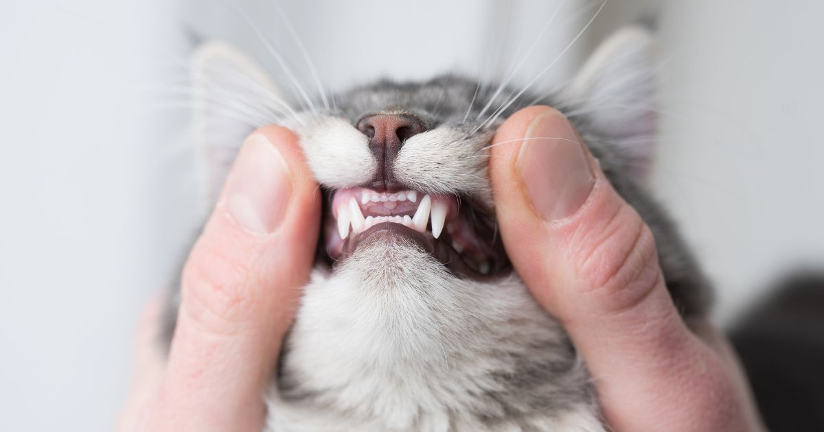 cat dental