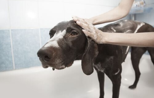 Chocolate pointer getting bath at home in bathtub.