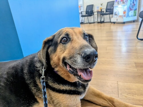 dog at Dunes Veterinary Clinic