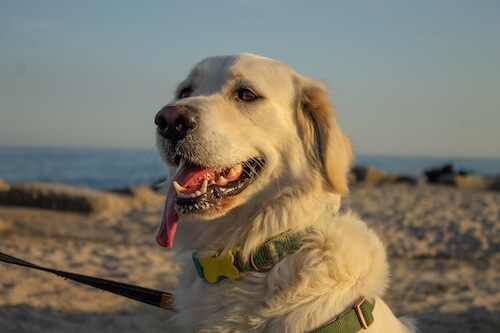dog on the beach just chilling