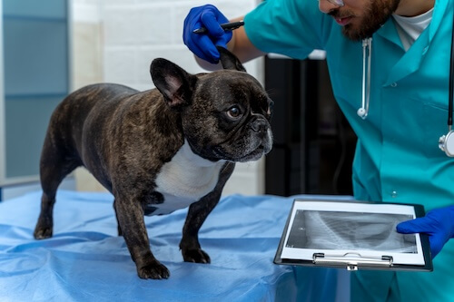French bulldog getting X-rays checked