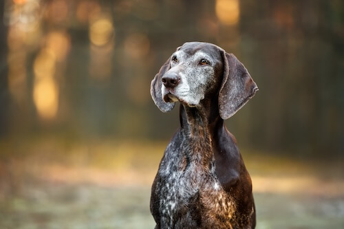 old dog staring into the woods