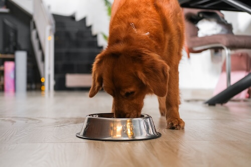 dog eating food