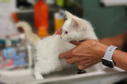 kitten getting a check up