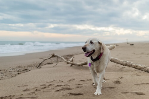 old dog walking on the beach
