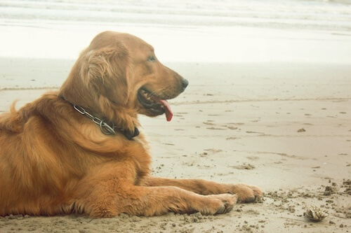 dog on the beach staring at the ocean