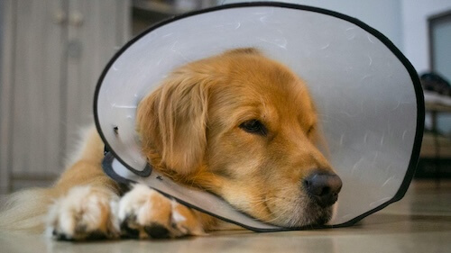 dog sleeping in his bed