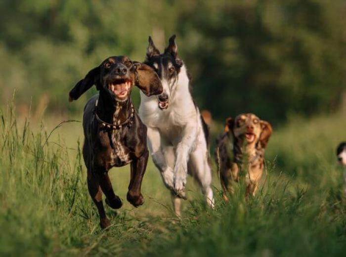 Can Dogs Get Mosquito Bites? What You Need to Know