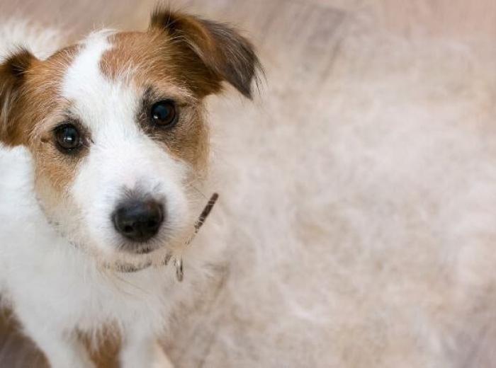 Managing Pet Shedding and Household Allergens