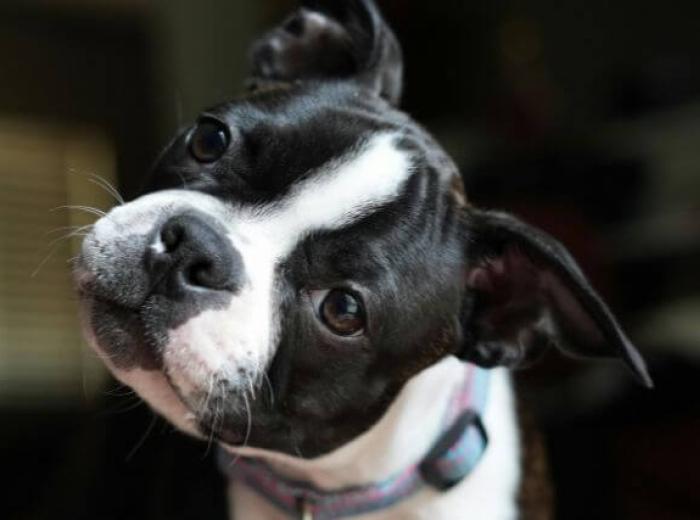 Why Are My Dog’s Liver Enzymes High?