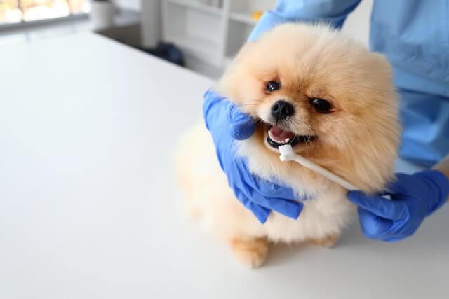 Pet Dental Care