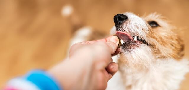 Pet Nutrition