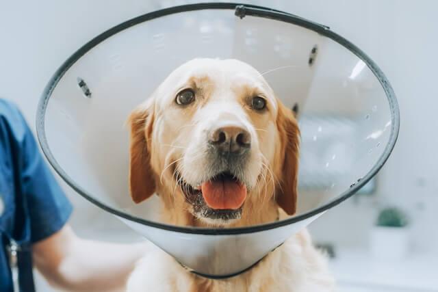 General Pet surgery