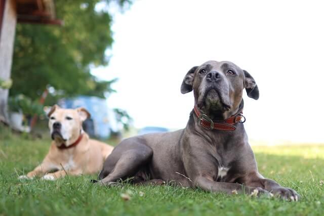 Senior Pet Wellness