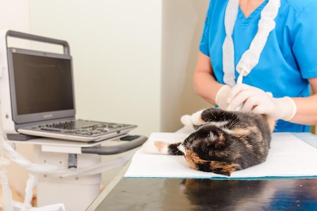 Pet Imaging